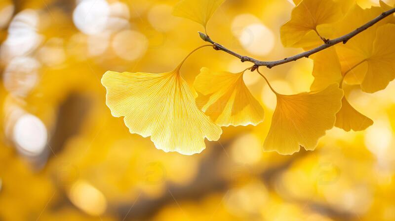 高清大图下载【趣麦麦图】银杏叶壁纸背景壁纸枝叶