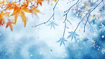 落雪的枫树枝叶