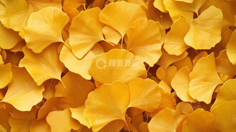 高清大图下载【趣麦麦图】银杏叶壁纸底纹壁纸立体