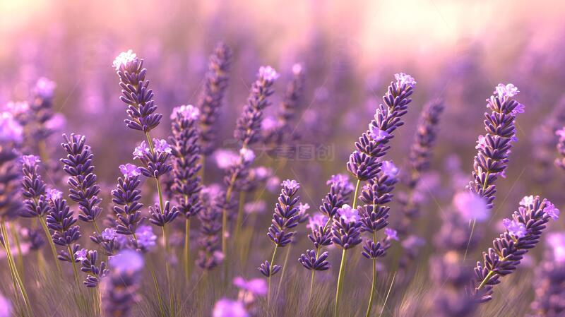 高清大图下载【趣麦麦图】唯美紫色薰衣草1