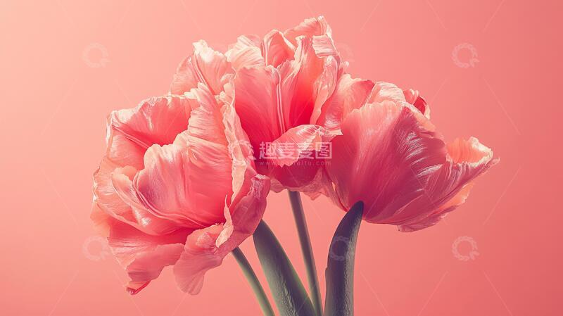 高清大图下载【趣麦麦图】质感郁金香花朵2