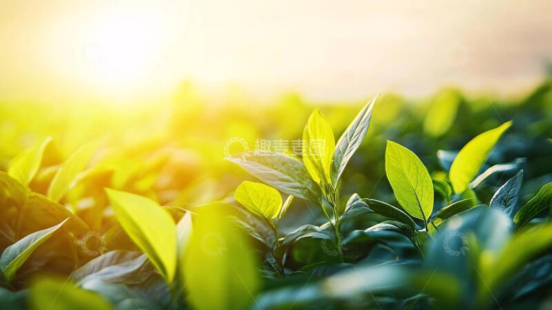 高清大图下载【趣麦麦图】阳光茶芽茶叶茶树鲜叶