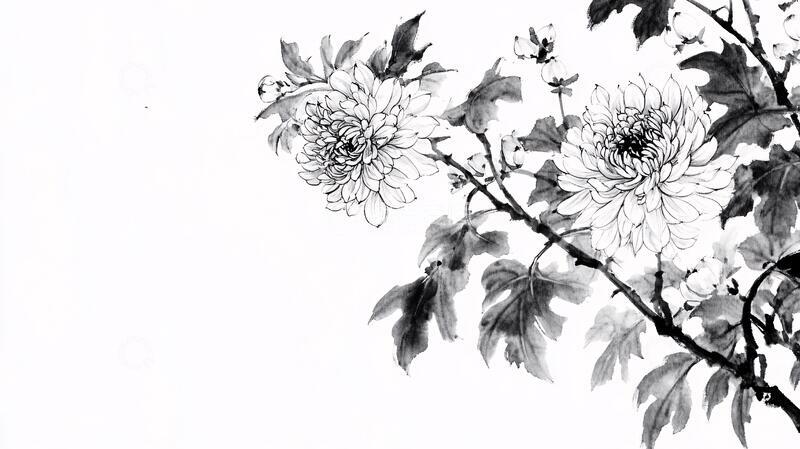 高清大图下载【趣麦麦图】秋菊水墨菊花水墨手绘