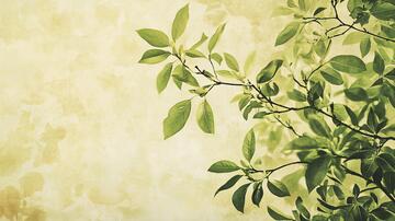 桂花树枝叶背景