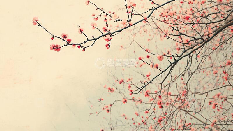 高清大图下载【趣麦麦图】水墨红梅水墨红棉古风
