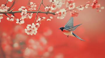 喜雀迎春喜鹊迎春红梅