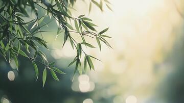 唯美竹叶竹叶竹枝背景