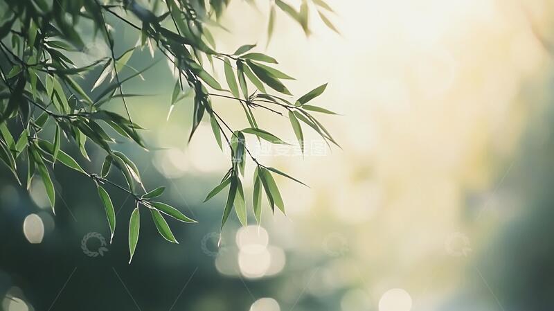 高清大图下载【趣麦麦图】唯美竹叶竹叶竹枝背景