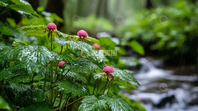 高清大图下载【趣麦麦图】雨中红花绿叶