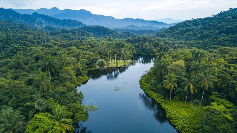 高清大图下载【趣麦麦图】热带雨林生态