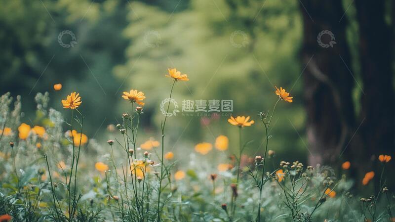 高清大图下载【趣麦麦图】唯美黄秋英背景1