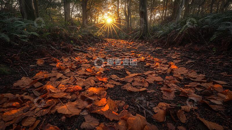 高清大图下载【趣麦麦图】深秋林中步道