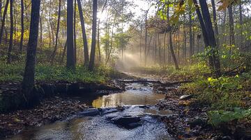秋季清晨晨雾森林河流