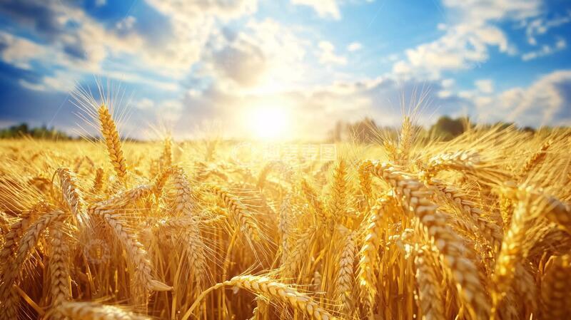 高清大图下载【趣麦麦图】黄金法人小麦1