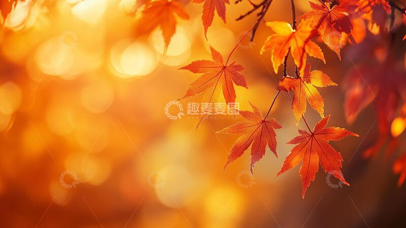 高清大图下载【趣麦麦图】枫叶电脑桌面壁纸2