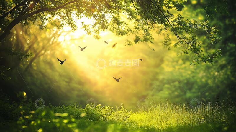 高清大图下载【趣麦麦图】阳光森林素材1