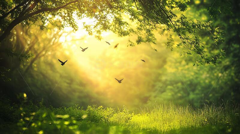 高清大图下载【趣麦麦图】阳光森林素材1