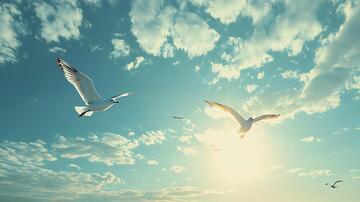 海鸥背景图海鸥飞翔高清