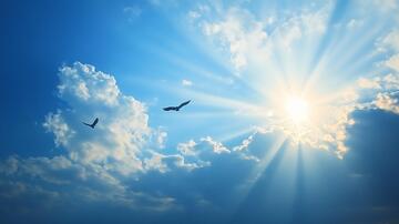 飞鸟太阳飞鸟太阳日出