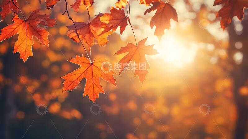 高清大图下载【趣麦麦图】唯美秋日落叶6