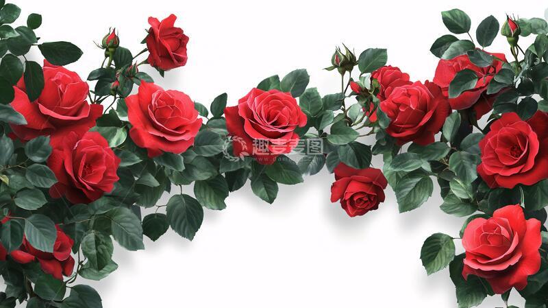 高清大图下载【趣麦麦图】立体玫瑰花藤背景8