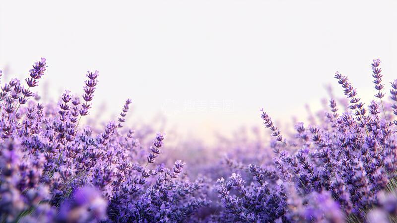 高清大图下载【趣麦麦图】薰衣草虚化背景1