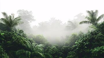 热带雨林风光仙境