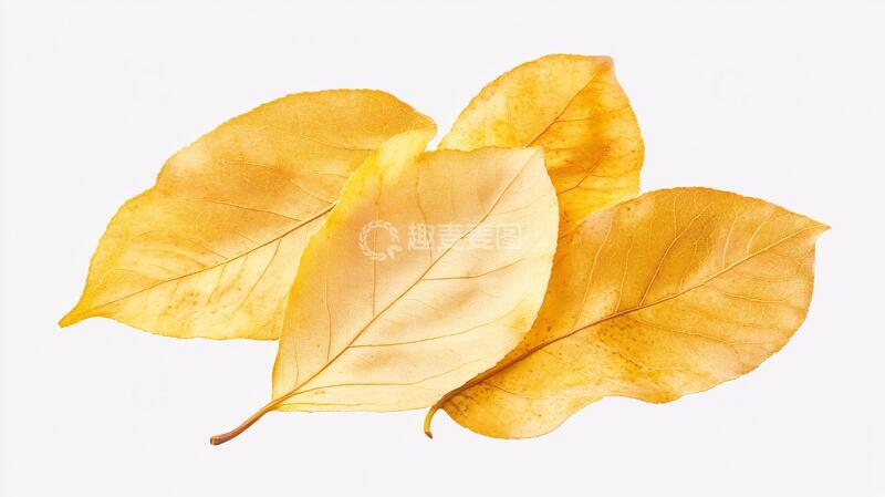 高清大图下载【趣麦麦图】秋天落叶彩叶植物素材