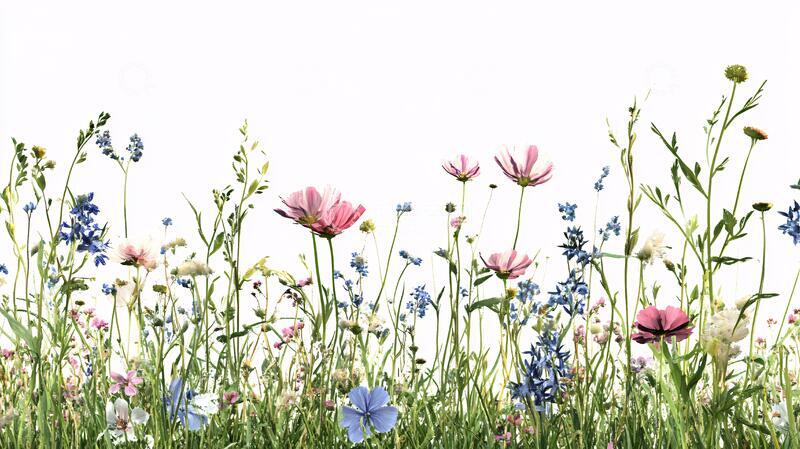 高清大图下载【趣麦麦图】野花花丛素材