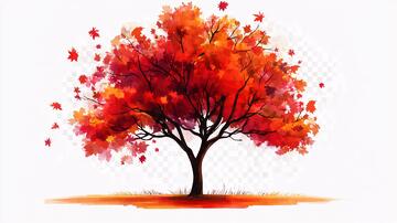 红叶树插画枫树枫叶插画