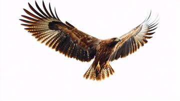 小蛇雕展翅飞翔