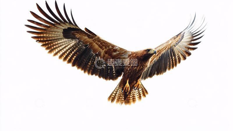 高清大图下载【趣麦麦图】小蛇雕展翅飞翔