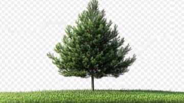 松树森林背景图