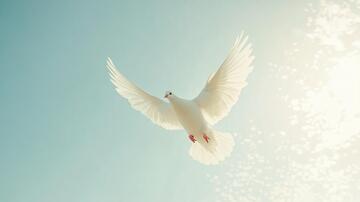 飞翔的白鸽展翅飞翔清白