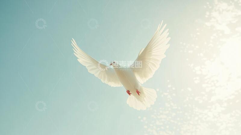高清大图下载【趣麦麦图】飞翔的白鸽展翅飞翔清白