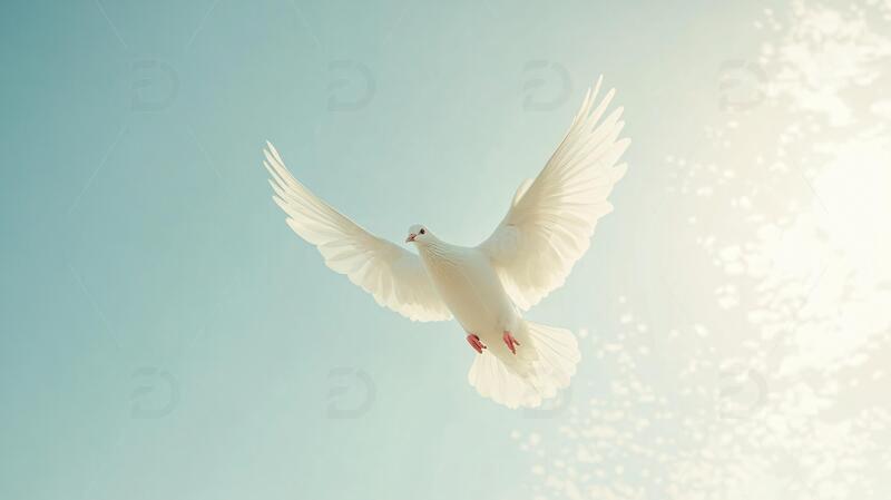 高清大图下载【趣麦麦图】飞翔的白鸽展翅飞翔清白