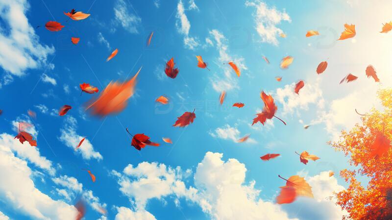 秋天红叶蓝天白云