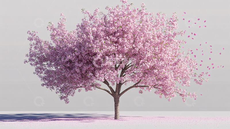 高清大图下载【趣麦麦图】樱花树模型模型整体树木