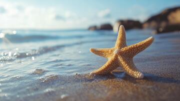 海星写真海星贝壳海螺