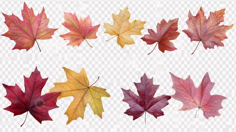 高清大图下载【趣麦麦图】秋叶枫叶红叶枯叶素材