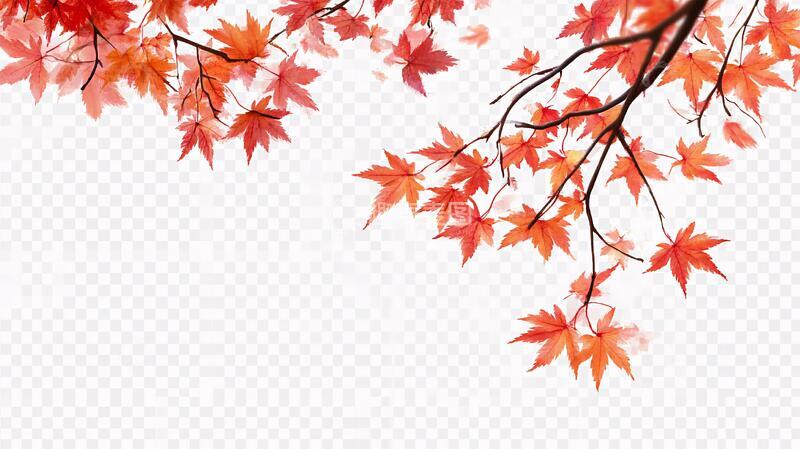 高清大图下载【趣麦麦图】枝丫枫叶素材