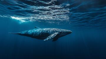 深海鲸鱼鲸鱼大鱼潜水