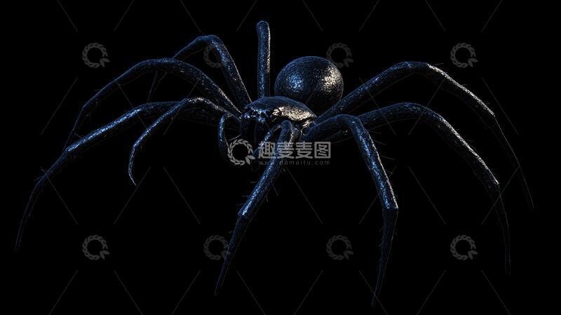 高清大图下载【趣麦麦图】写实蜘蛛特写横纹巨蟹