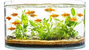 桌面鱼缸鱼缸金鱼养鱼