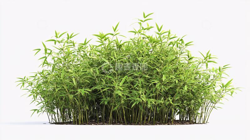 高清大图下载【趣麦麦图】竹林绿意透明背景绿色