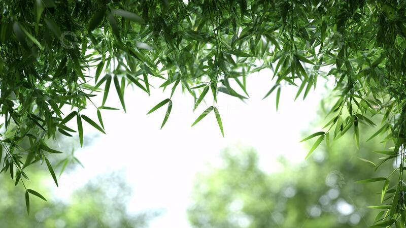高清大图下载【趣麦麦图】唯美竹叶实拍