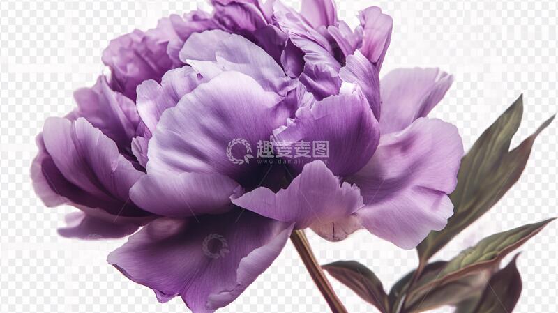 高清大图下载【趣麦麦图】写实牡丹花牡丹花卉手绘