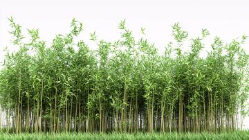 宽幅竹林全景素材宽幅