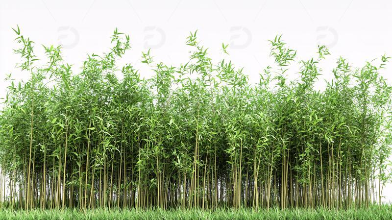 高清大图下载【趣麦麦图】宽幅竹林全景素材宽幅