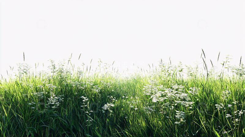 高清大图下载【趣麦麦图】乱草地草丛草地草丛白色